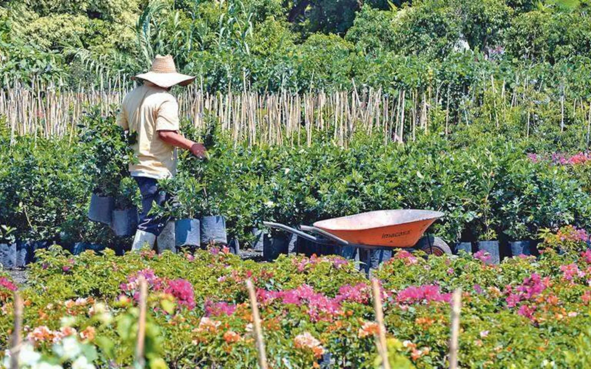 A nivel nacional Morelos ocupa el primer lugar en producción de ornatoARCHIVO